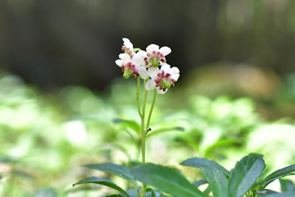里山パートナーR8_03