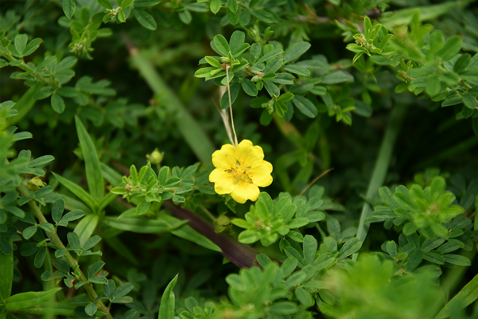 野生植物パートナーR08_01