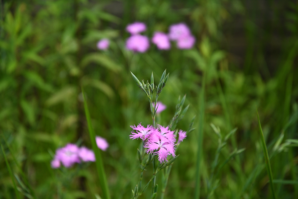 野生植物パートナーR08_02