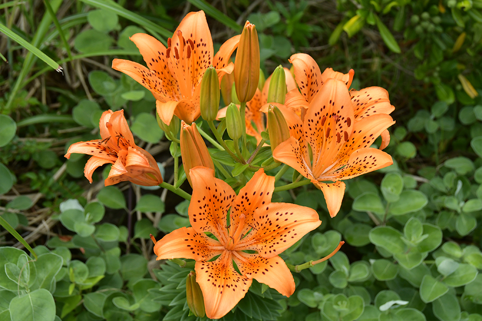 野生植物パートナーR08_08