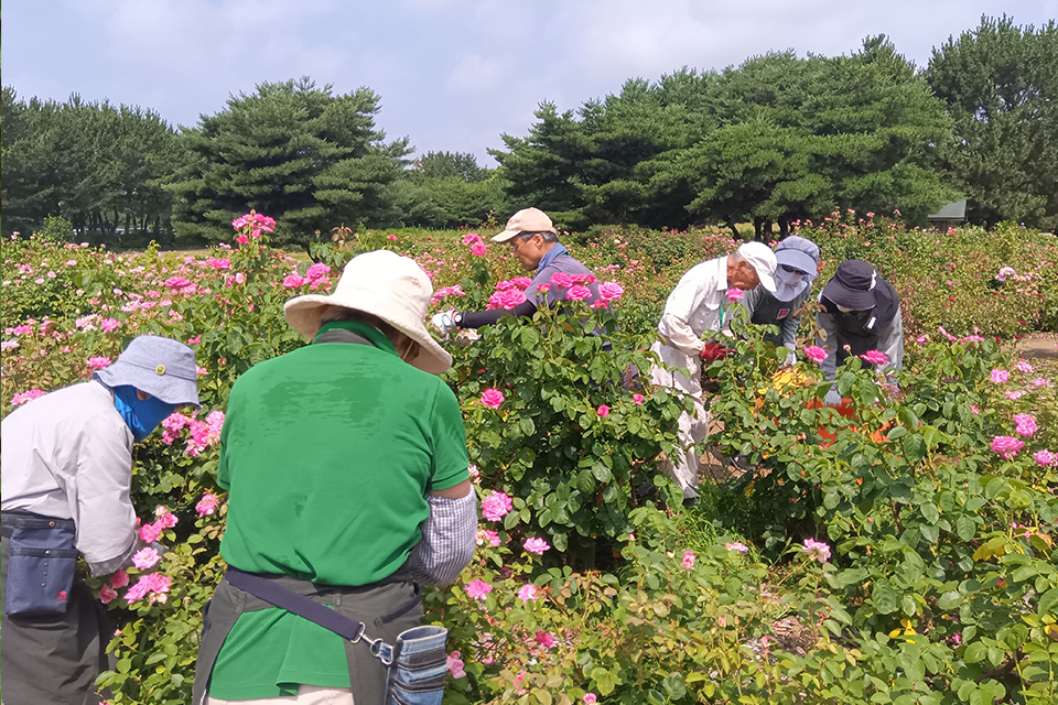 ローズパートナーR8_01