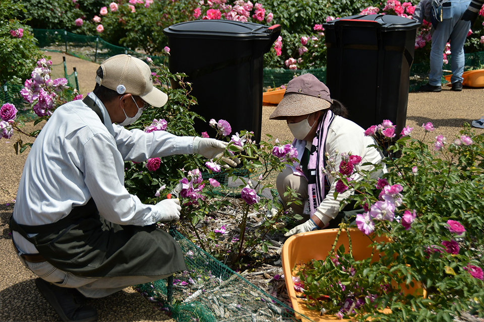 ローズパートナーR8_05