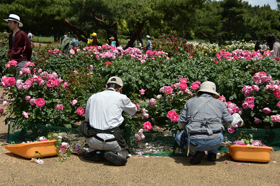 ローズパートナーR8_06