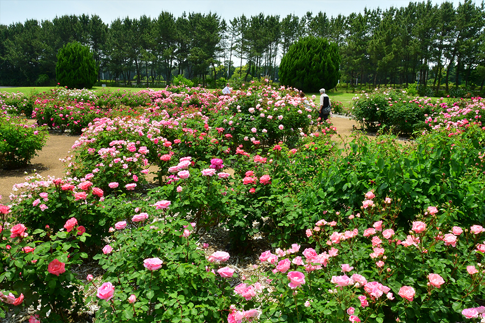 ローズパートナーR8_07