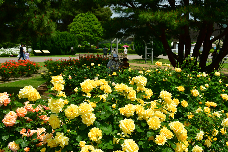 ローズパートナーR8_08