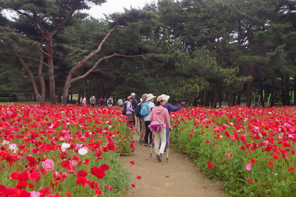 ノルディックウォーキングパートナーR8_07