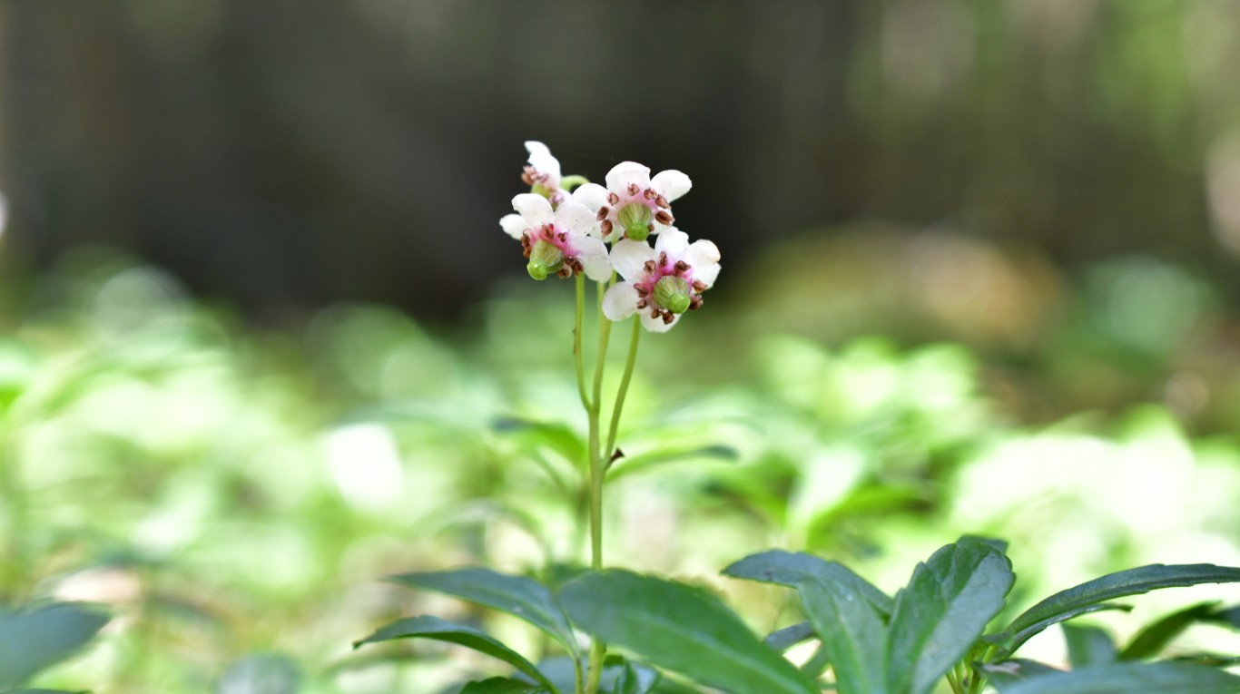 オオウメガサソウの魅力 パネル展に関するページ