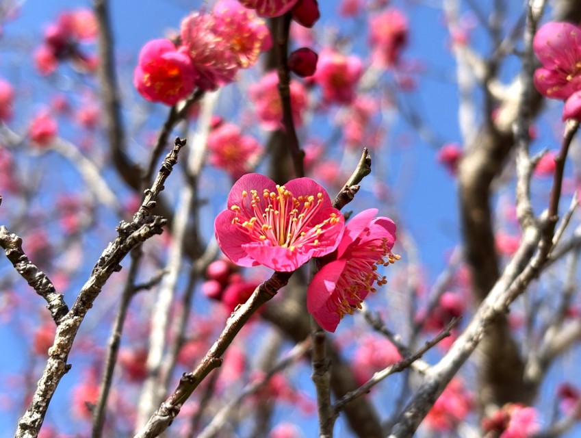 ウメに関するページ