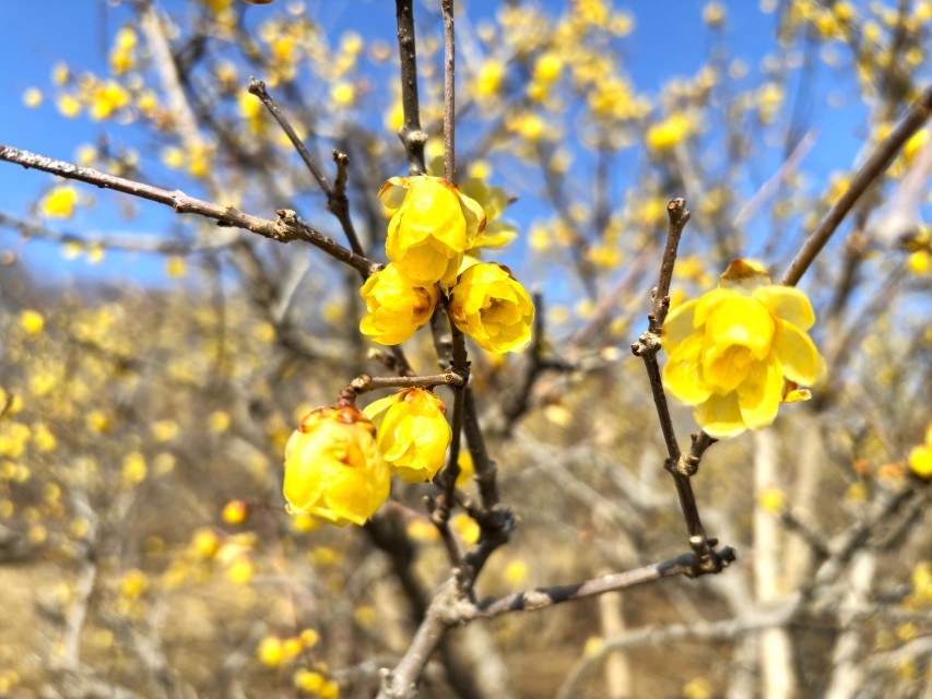 ロウバイに関するページ