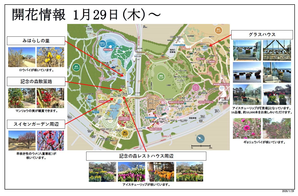 最新の開花情報に関するページ