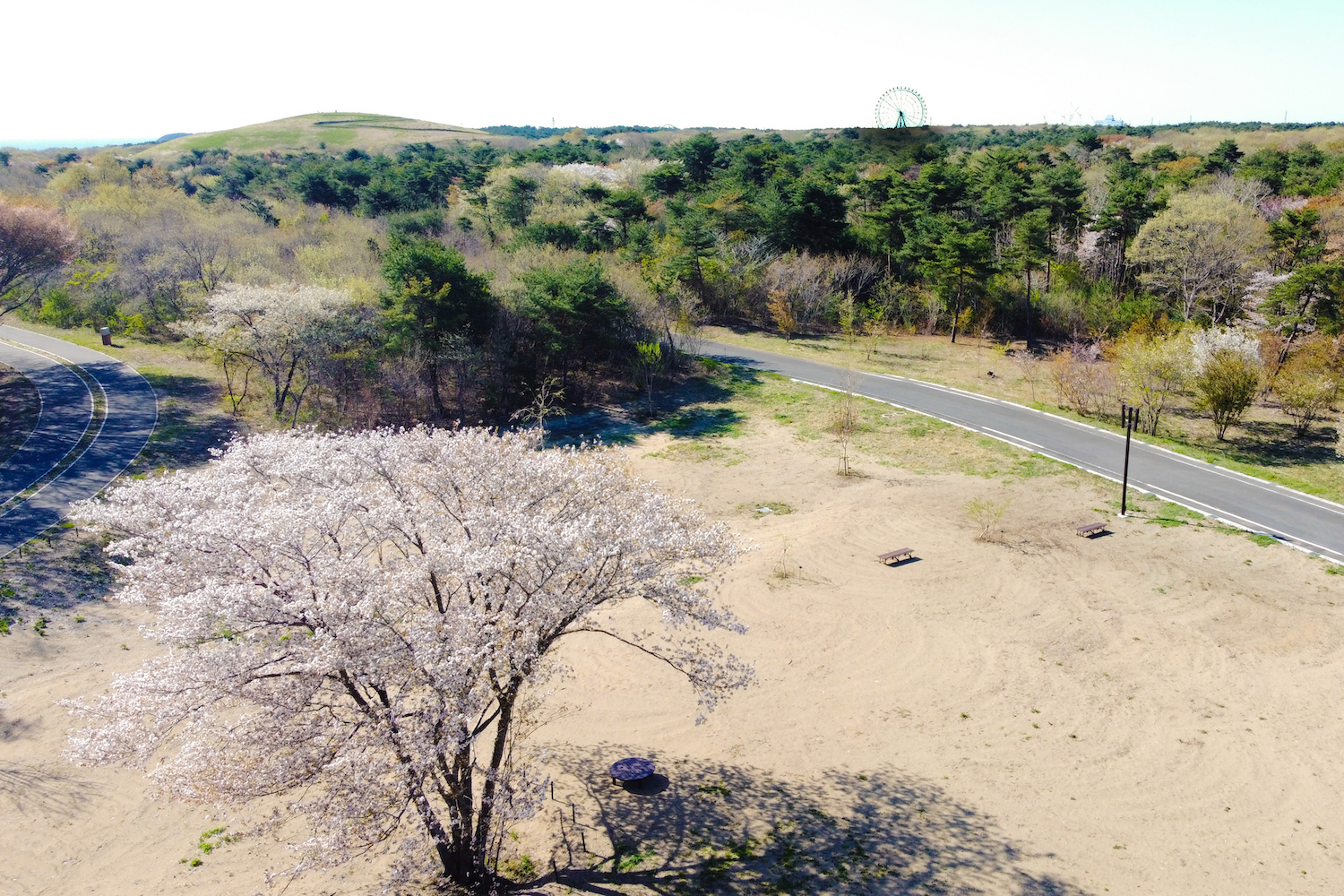 桜と緑を楽しむ