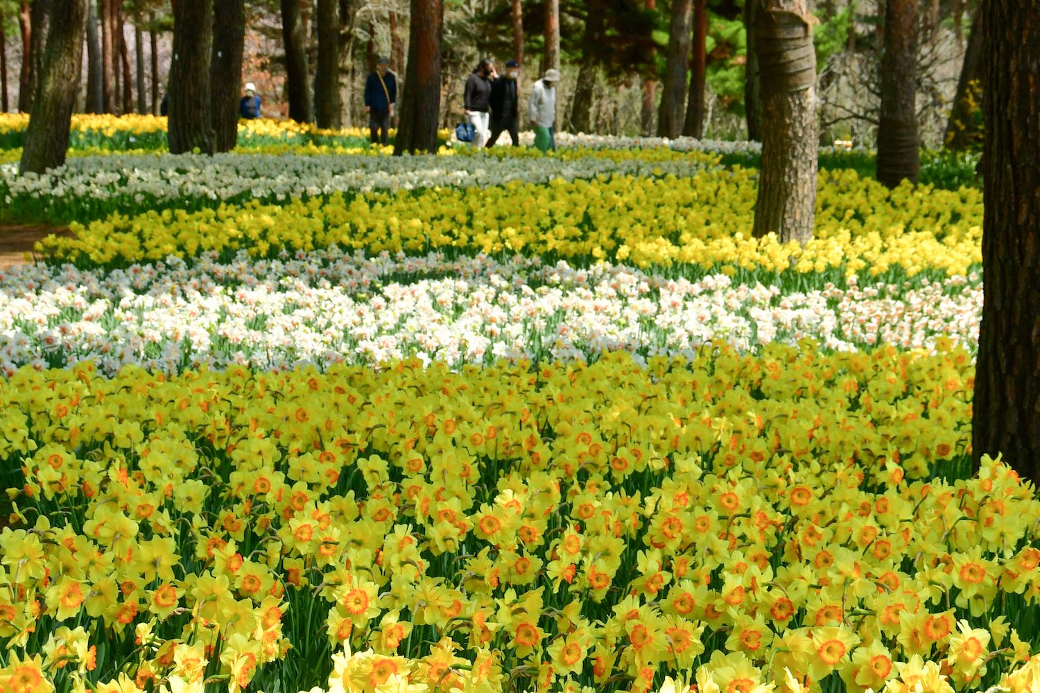 一面に広がるスイセン
