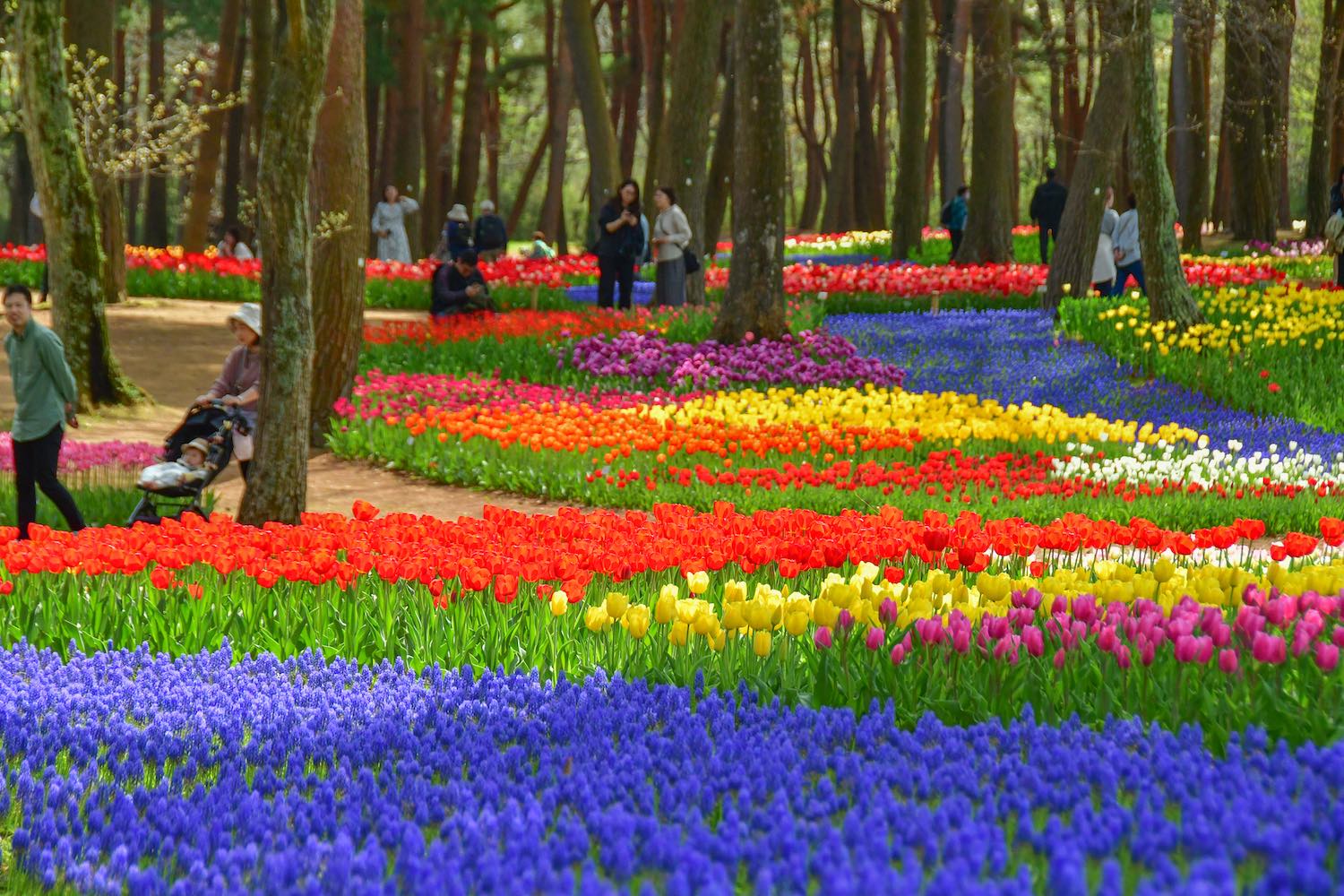 チューリップ20