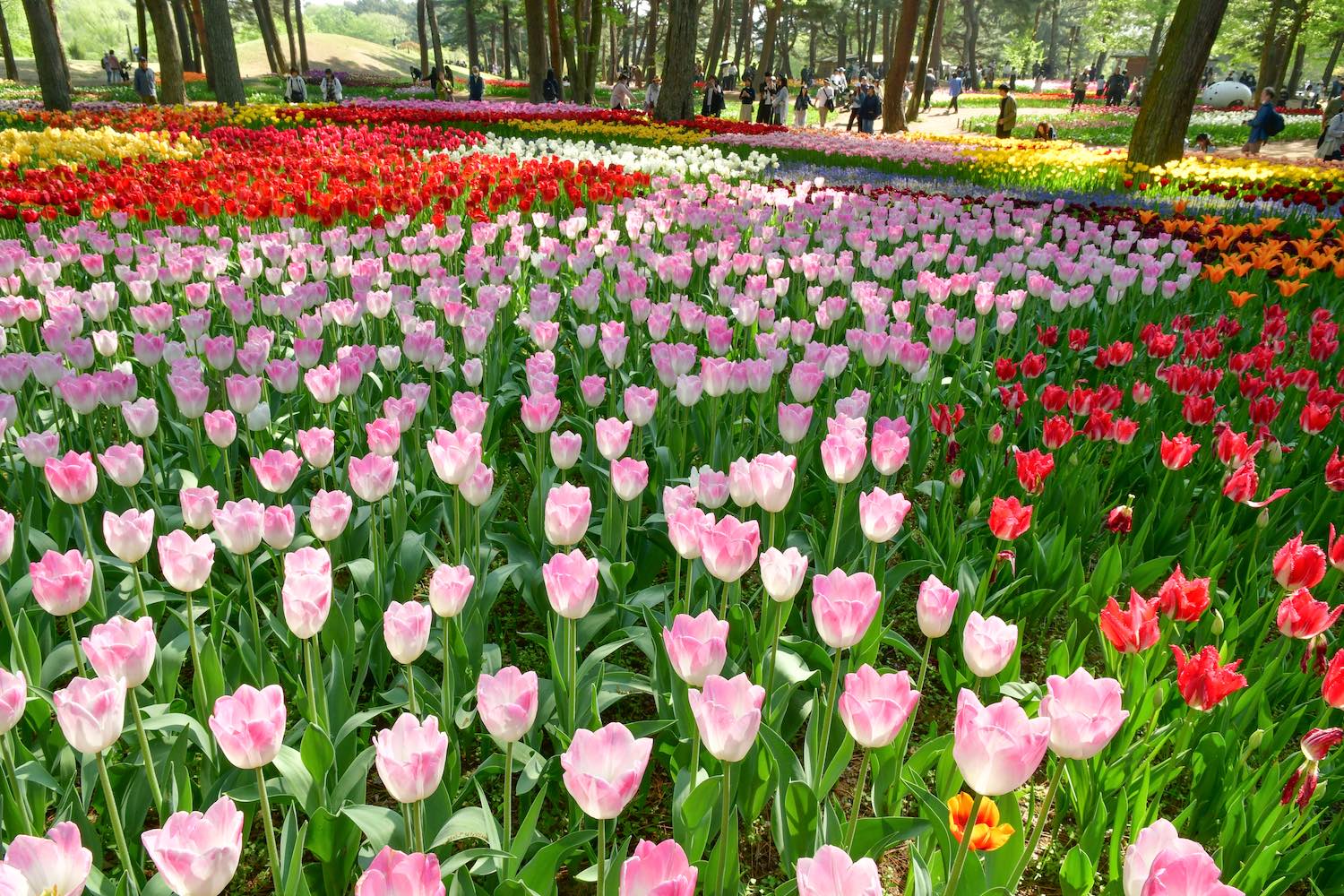 チューリップ21