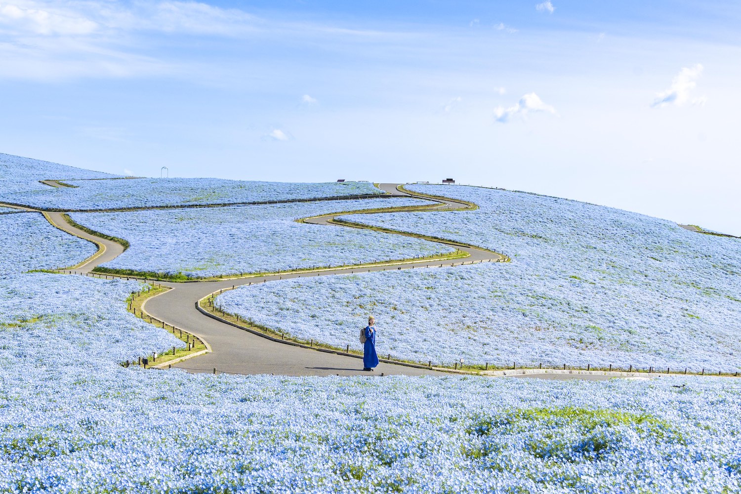 みはらしの丘のネモフィラ
