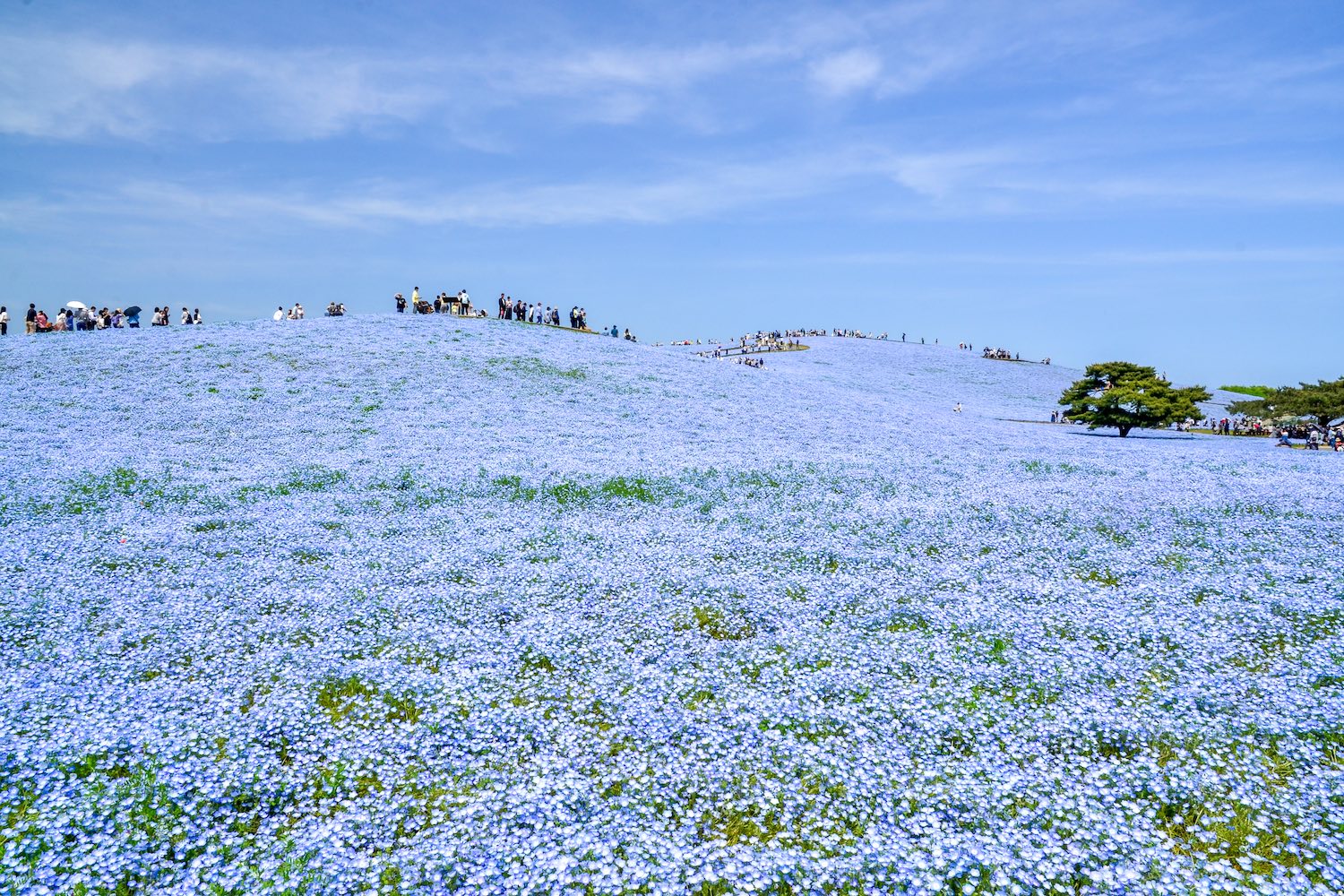 みはらしの丘のネモフィラ
