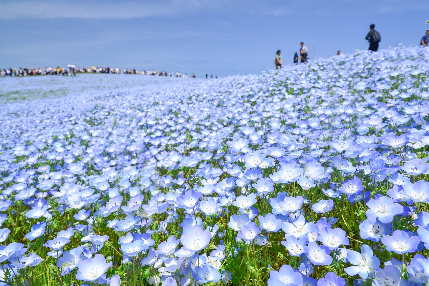 みはらしの丘のネモフィラ