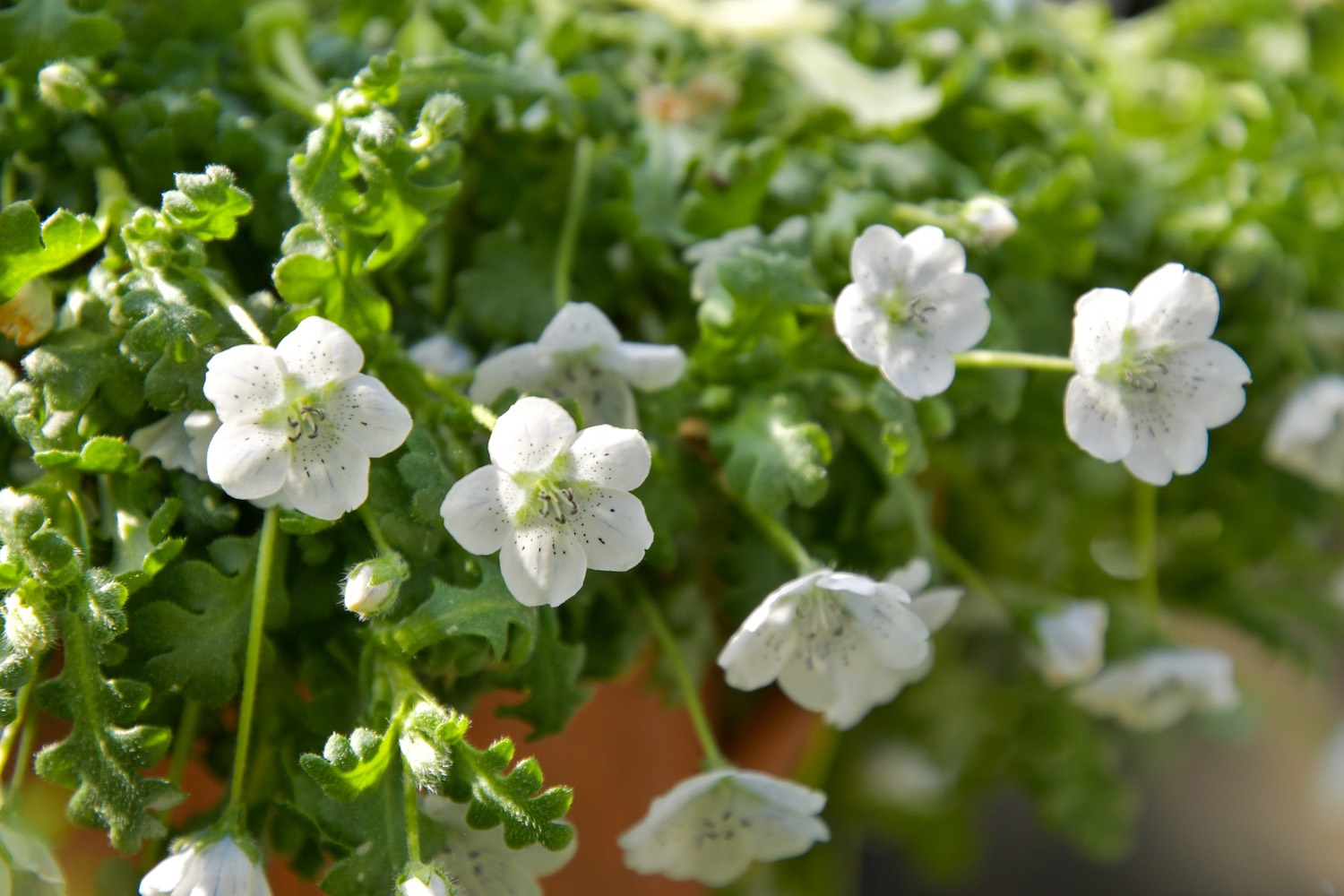 泉の広場フラワーガーデンのネモフィラ