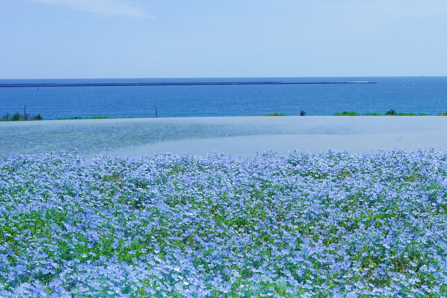 グラスハウスのネモフィラ