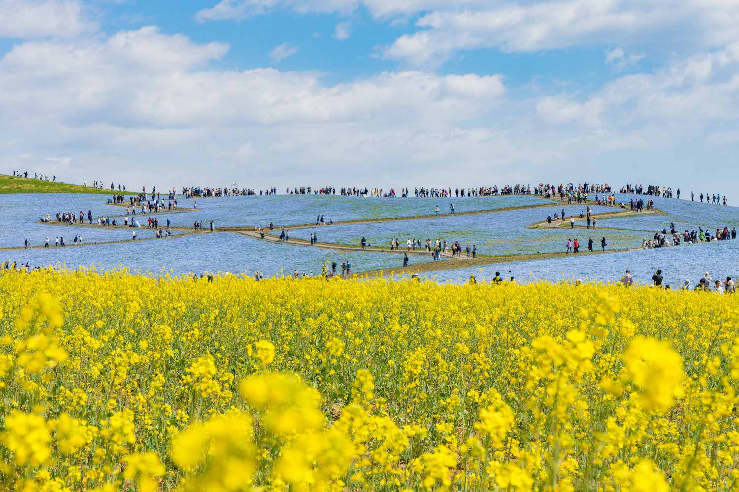みはらしの丘のナノハナ
