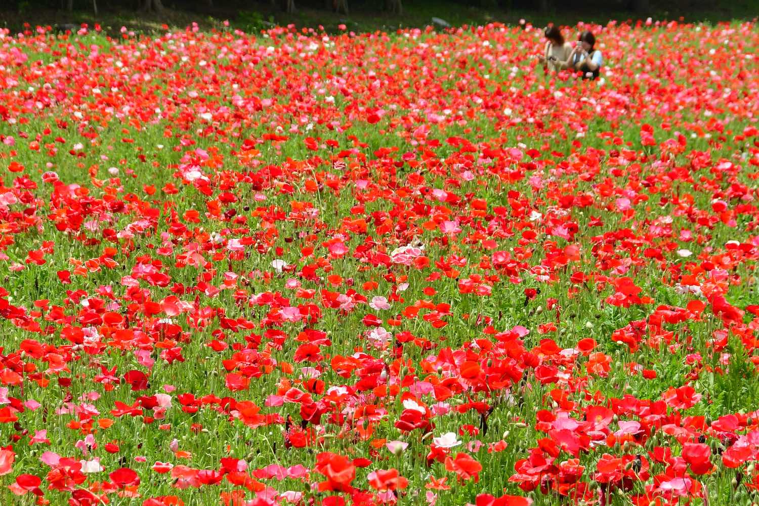 シャーレーポピー01