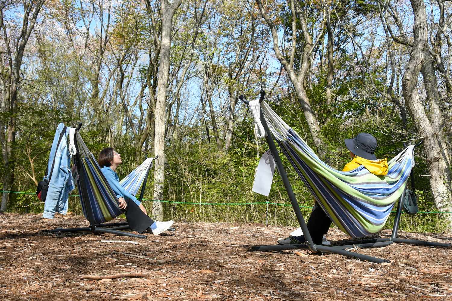 巨木林の期間限定ハンモック