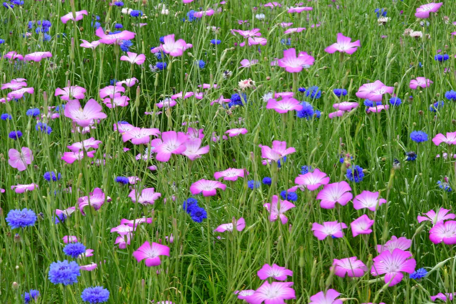 アグロステンマ・ヤグルマギクリサイズ