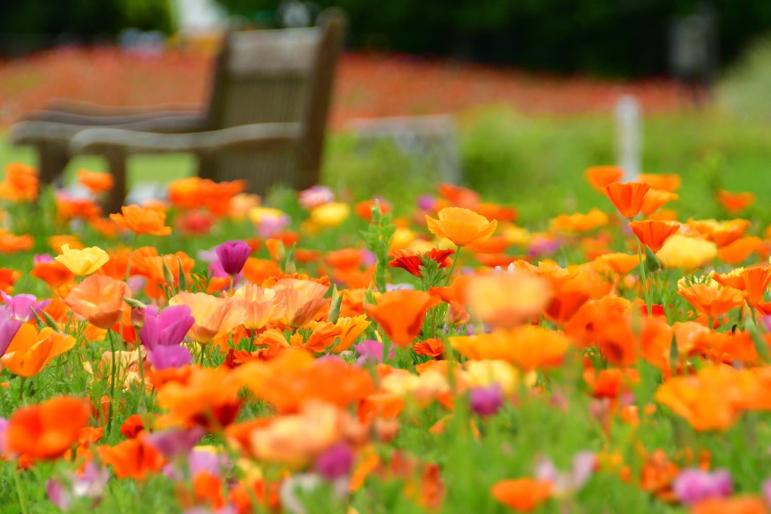 カリフォルニアポピー01