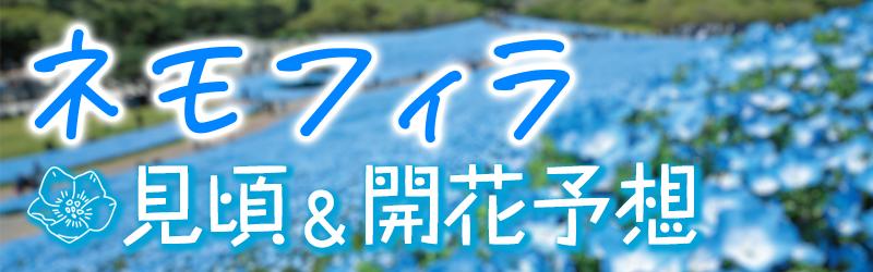 見頃＆開花予想バナー