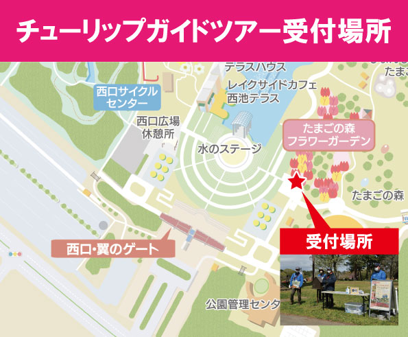チューリップガイド受付場所案内