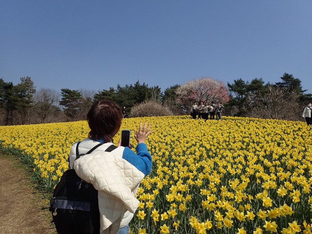 フォトポイントスイセン