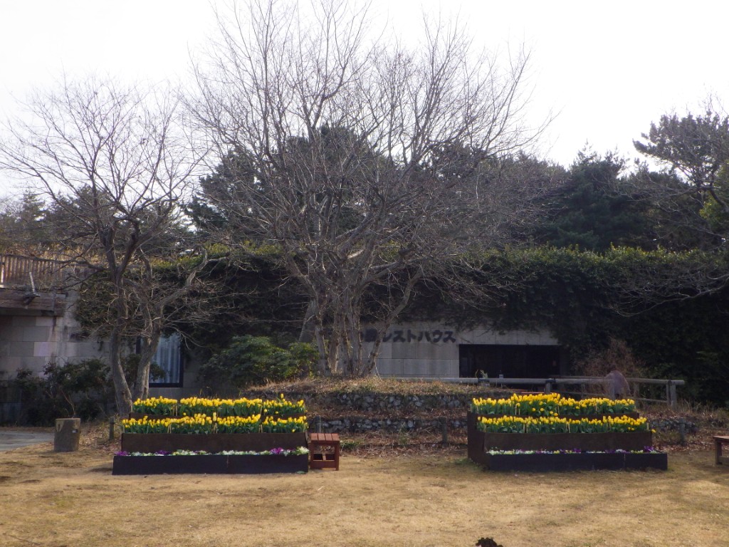 20260205アイスチューリップ4