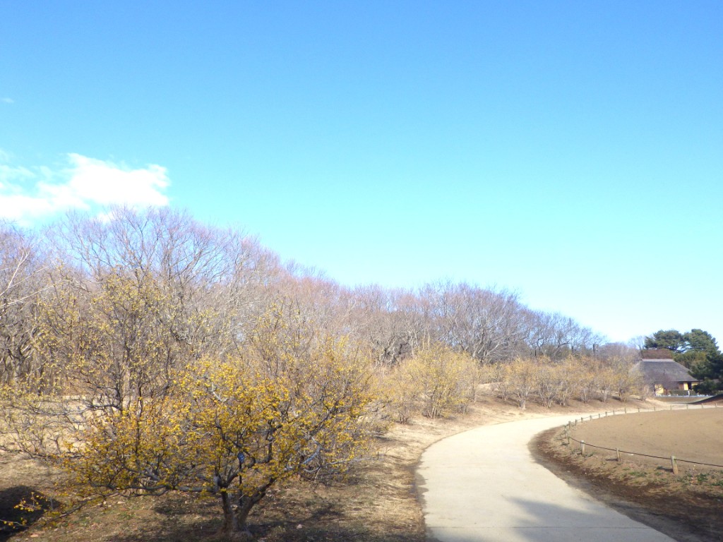 20260206ロウバイ2