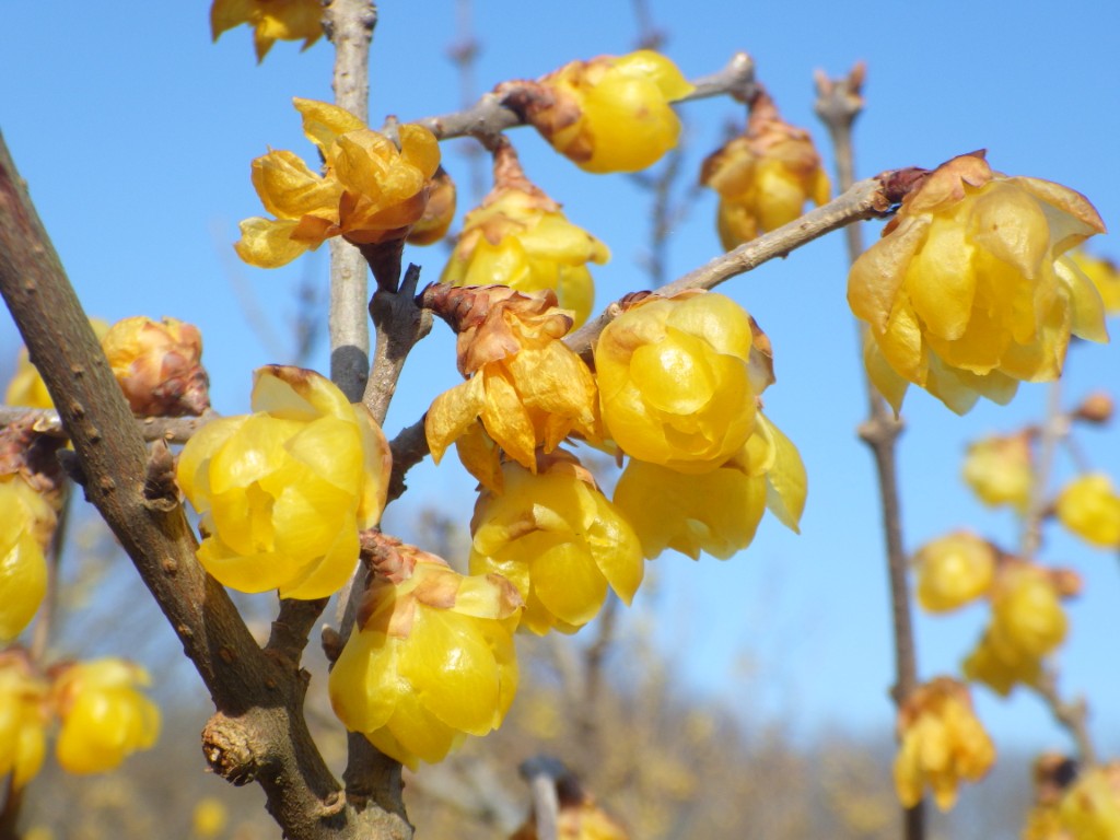 20260206ロウバイ1