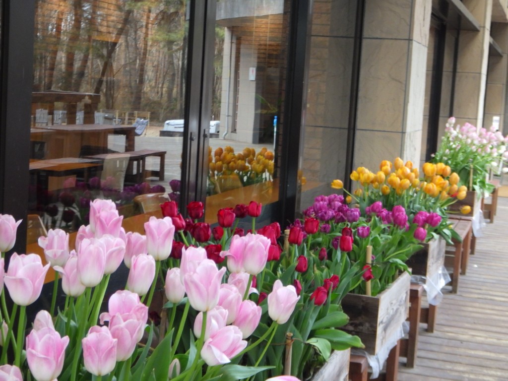 20260205アイスチューリップ2