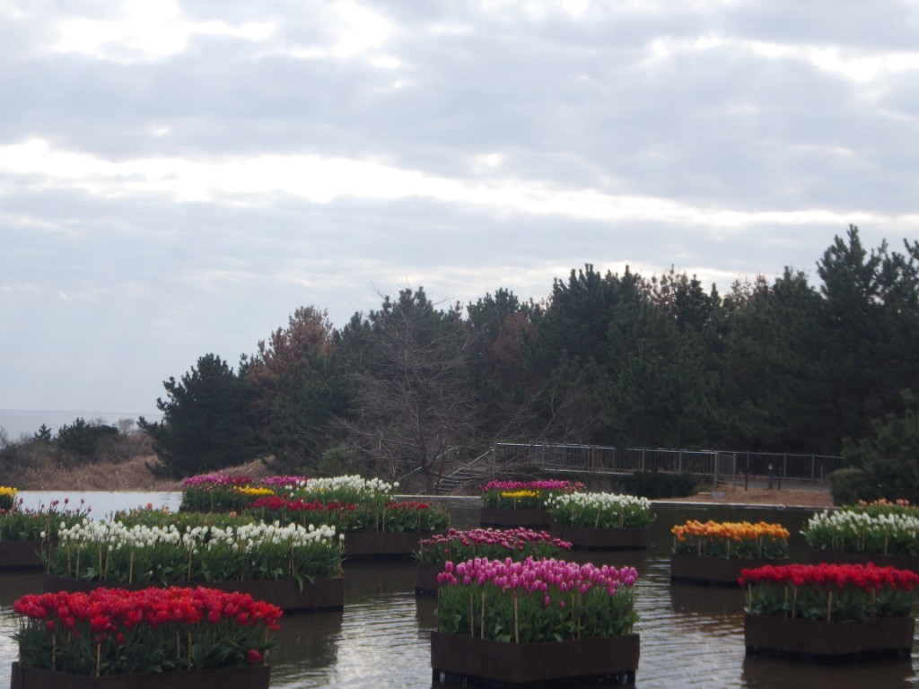 20260206アイスチューリップ4