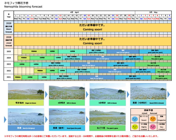 ネモフィラ開花予想