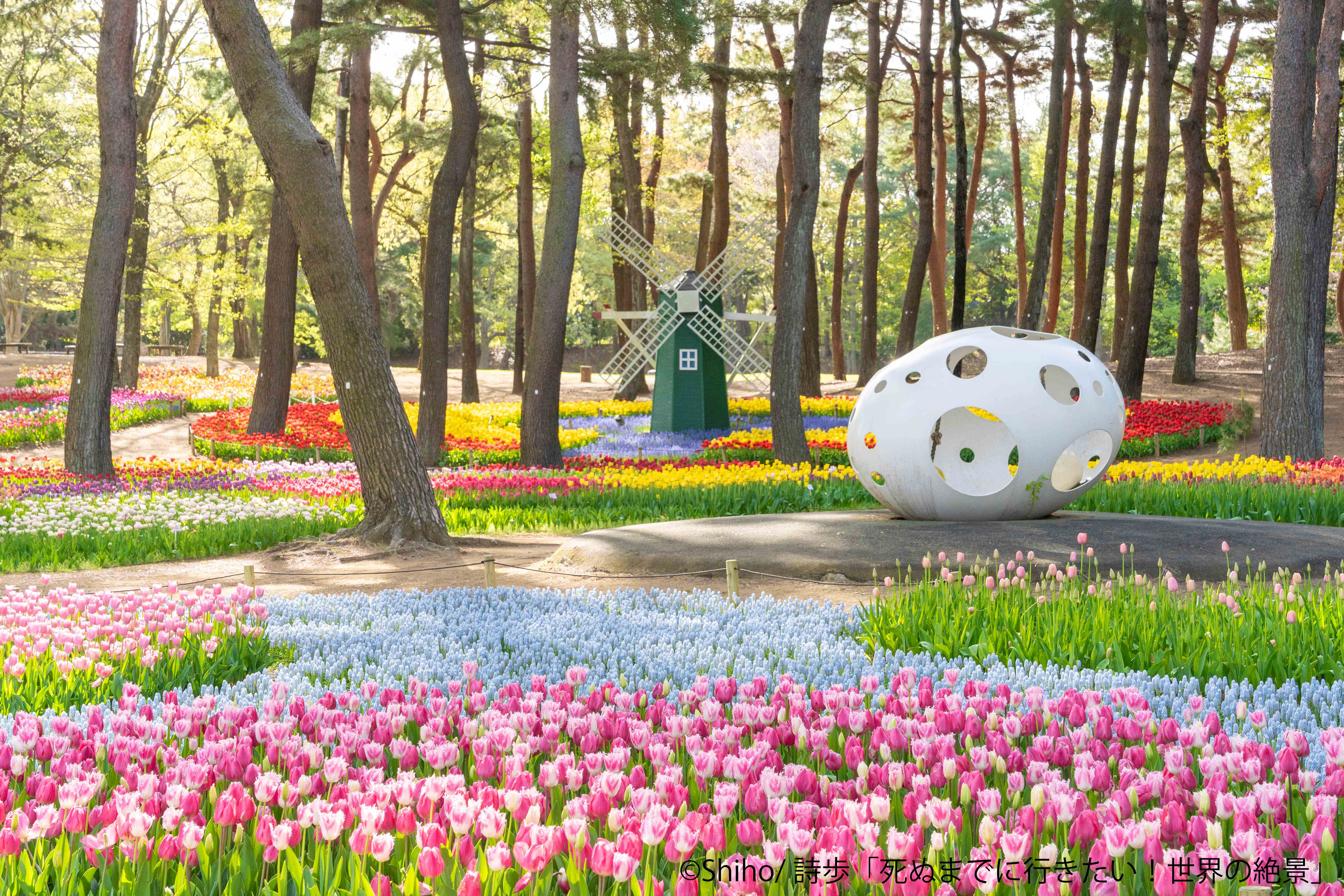 チューリップ21