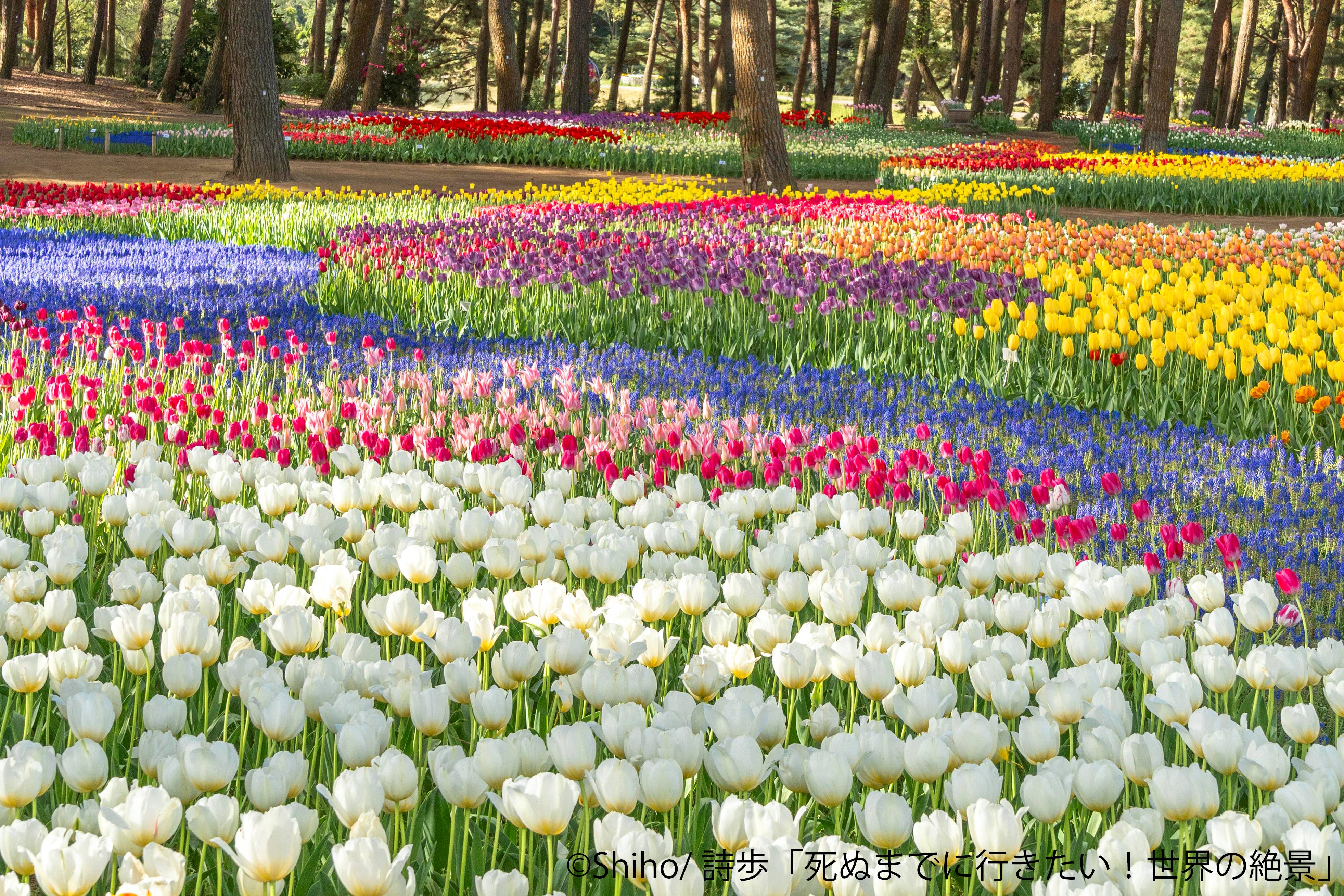 チューリップ22