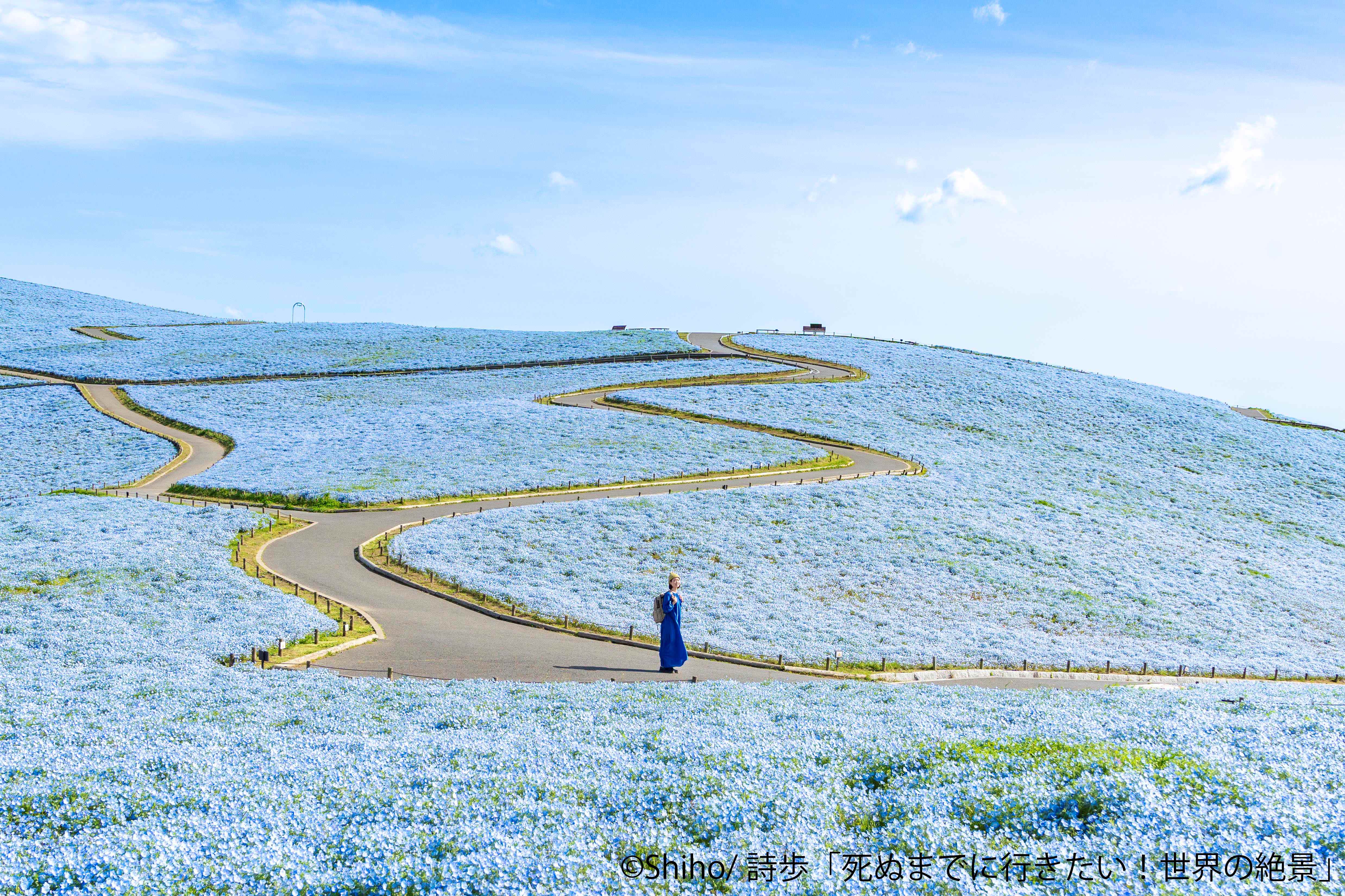 みはらしの丘のネモフィラ