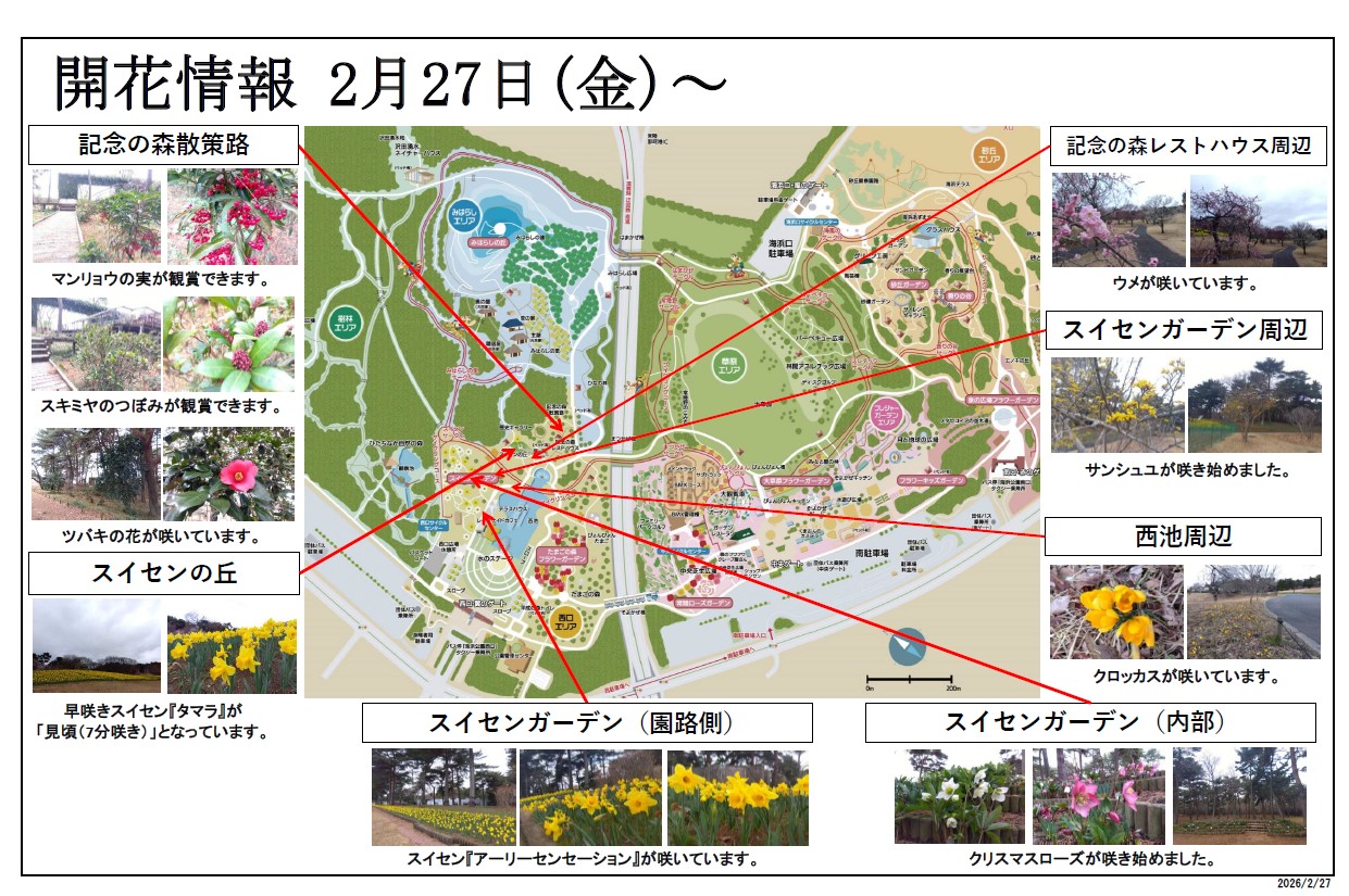 最新の開花情報 | 国営ひたち海浜公園公式ホームページ