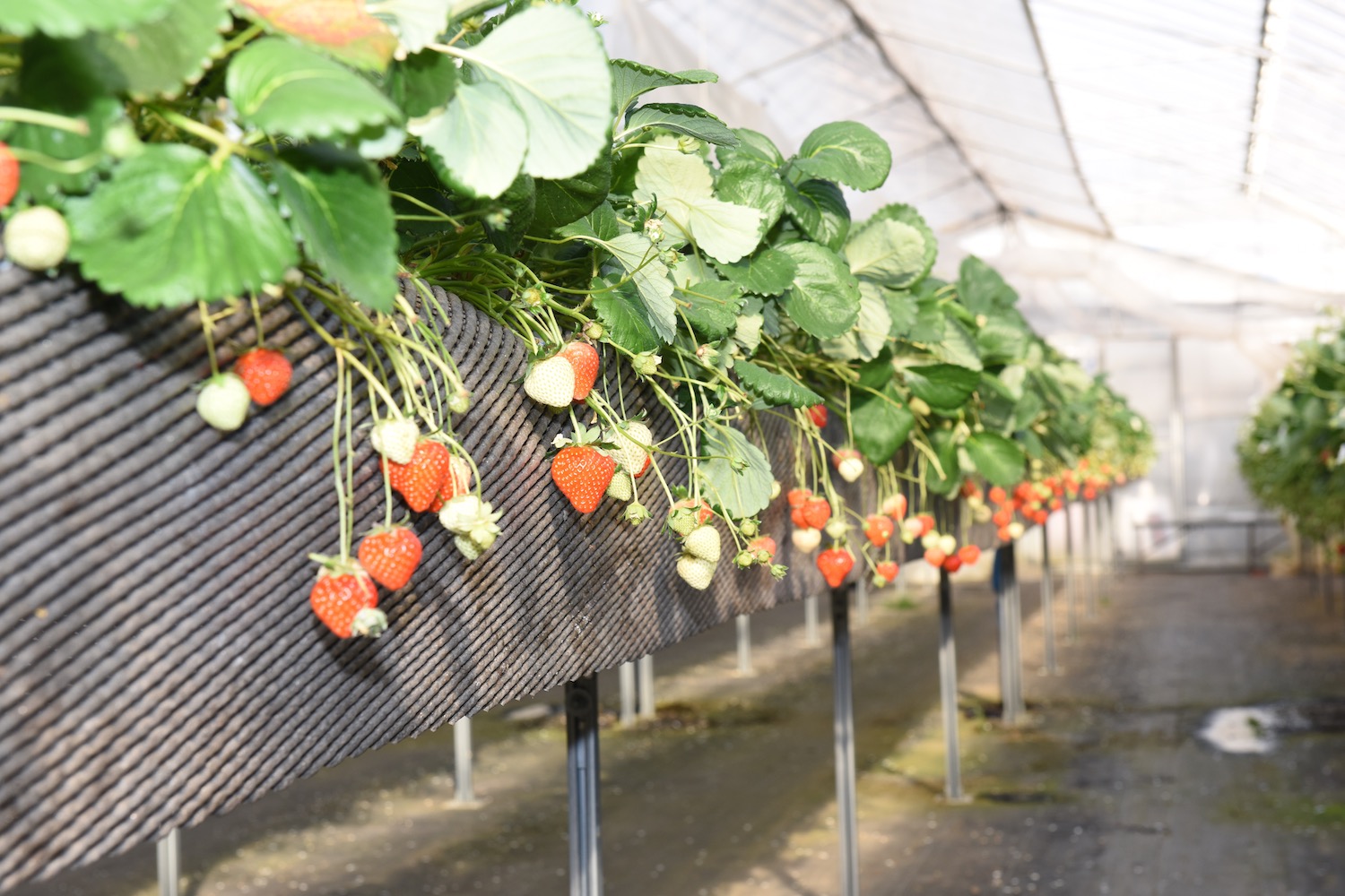 いちごの高設栽培
