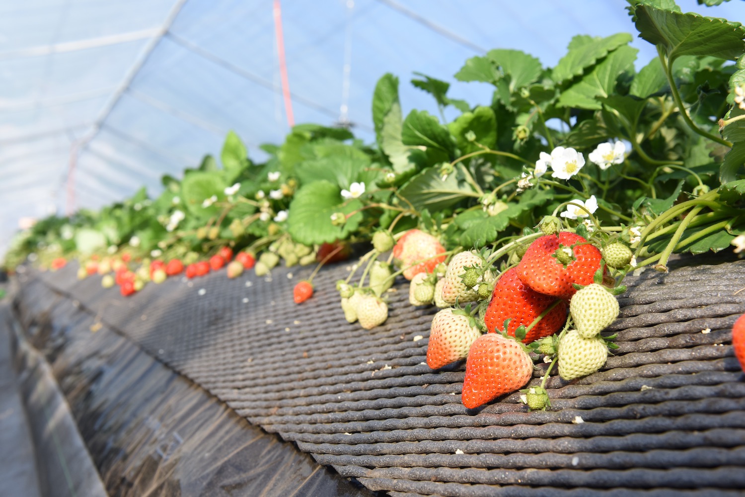 いちごの土耕栽培