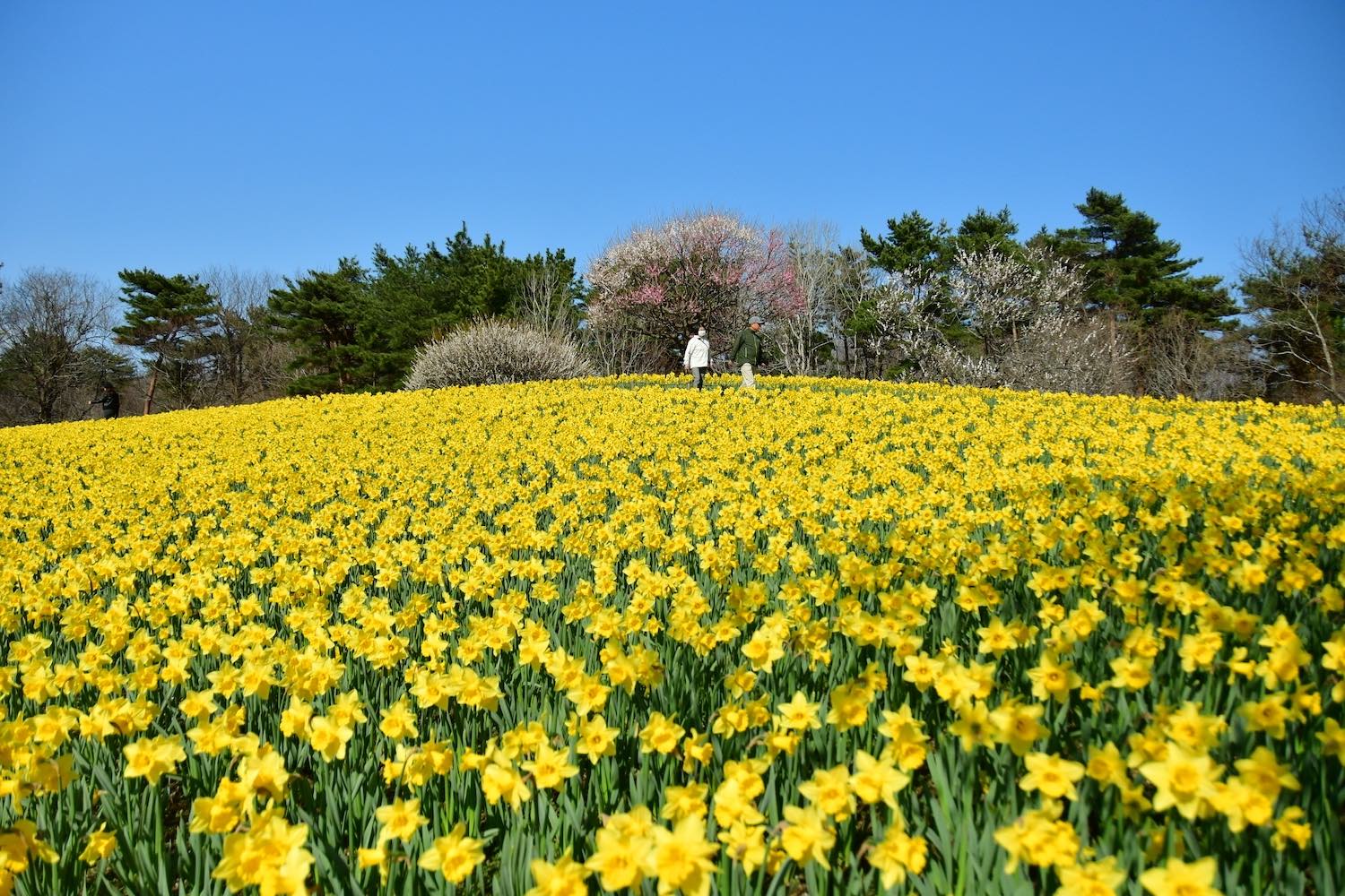 早咲きスイセン