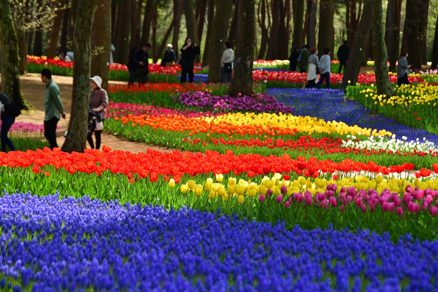 チューリップ23