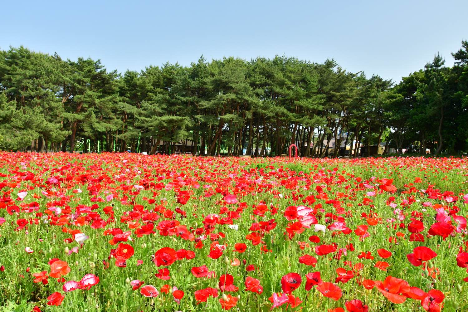 シャーレーポピー01