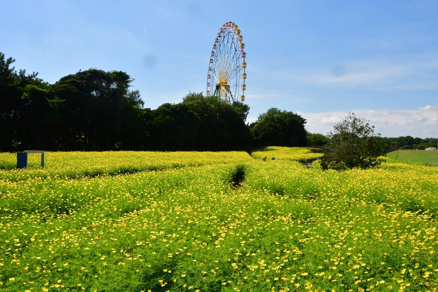 キバナコスモス01