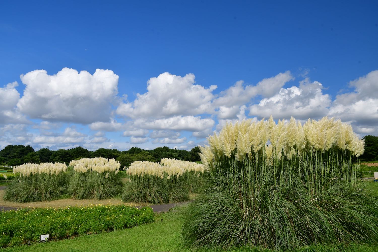 パンパスグラス09