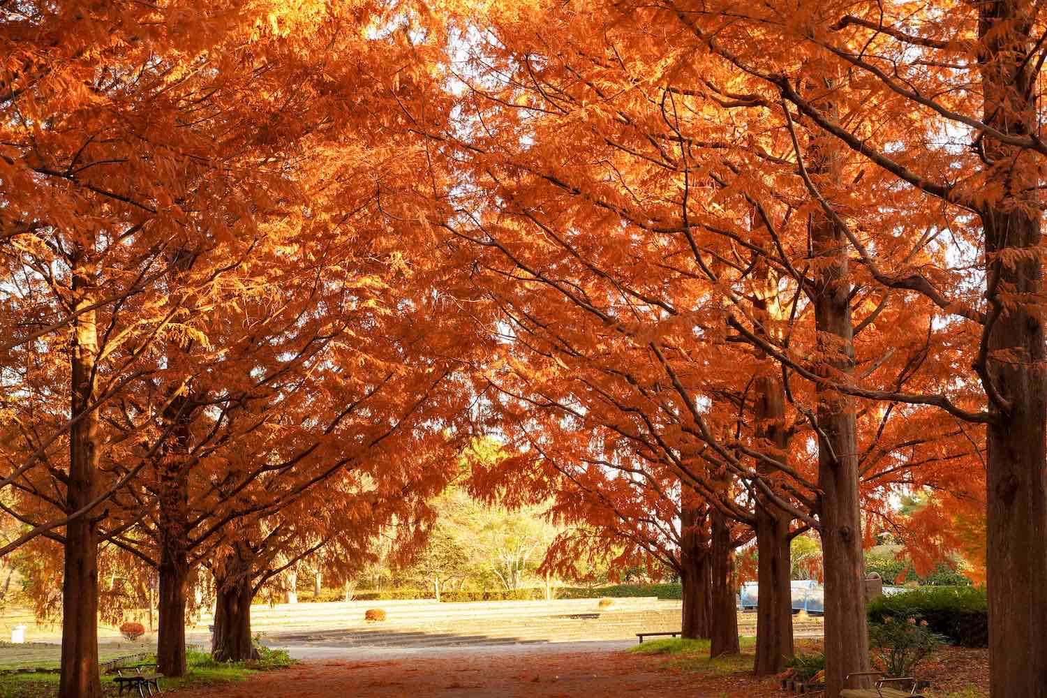 メタセコイア01