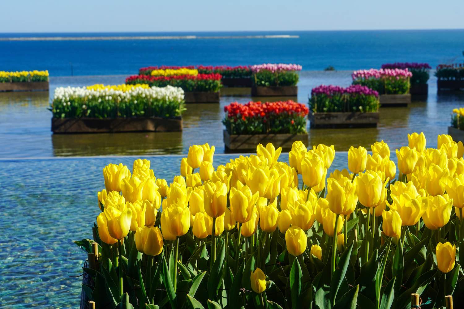 アイスチューリップ09